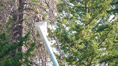 Arborista-Trabajando-Para-Adelgazar-El-Dosel-De-Un-Bosque-De-Pinos