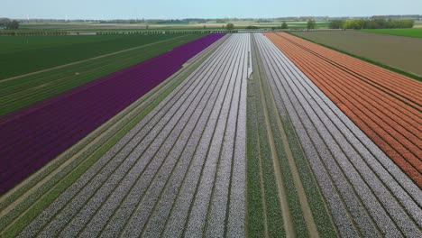 campos de tulipanes de color púrpura, blanco y naranja en los países bajos