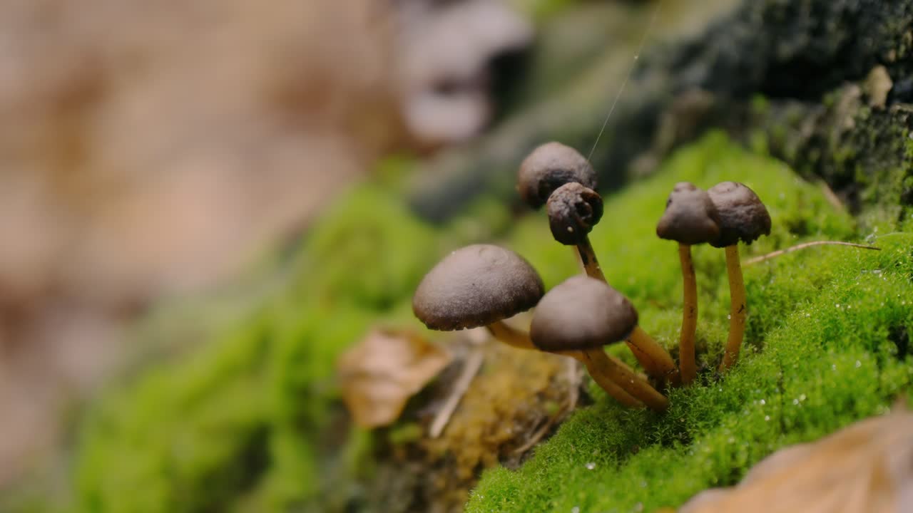 Marco close-up of small brown mushrooms sprouting from a moss-covered forest floor, surrounded by fallen leaves and natural textures. Captured in a serene, earthy woodland setting.