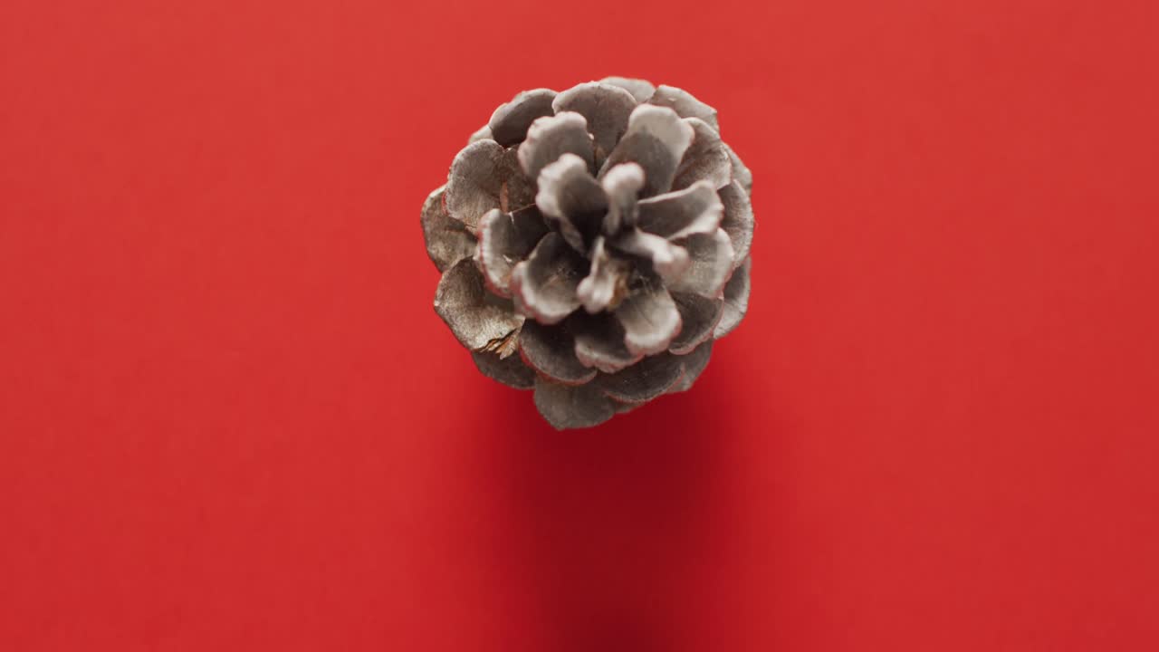 video de conas de pino acostadas en una superficie roja