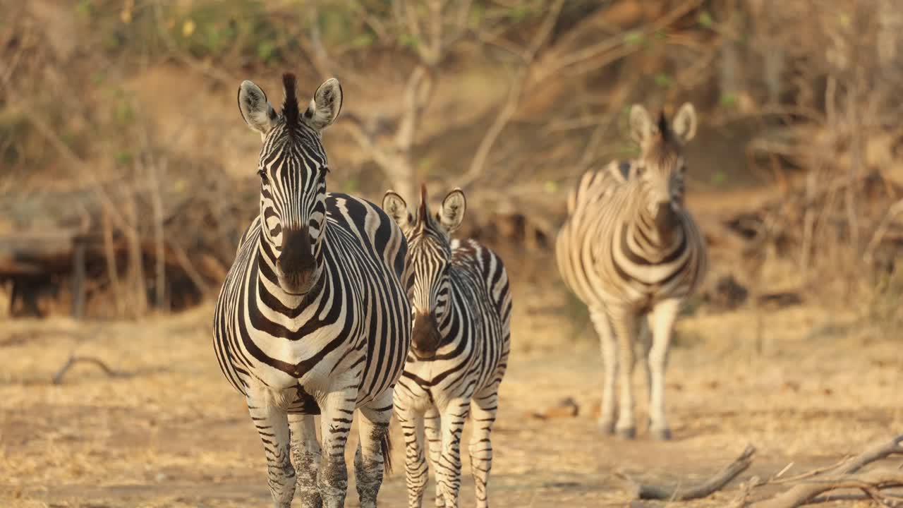 Rack focus from the plains zebra standing in front to the zebra standing in the back, with a calf between them. Mapungupwe National Park.