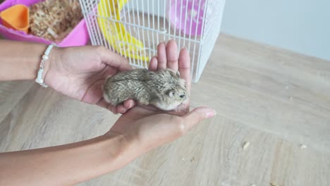 hamster lindo arrastrándose en las manos de la mujer