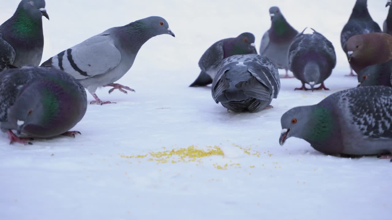 눈 속에서 먹이를 먹는 비둘기