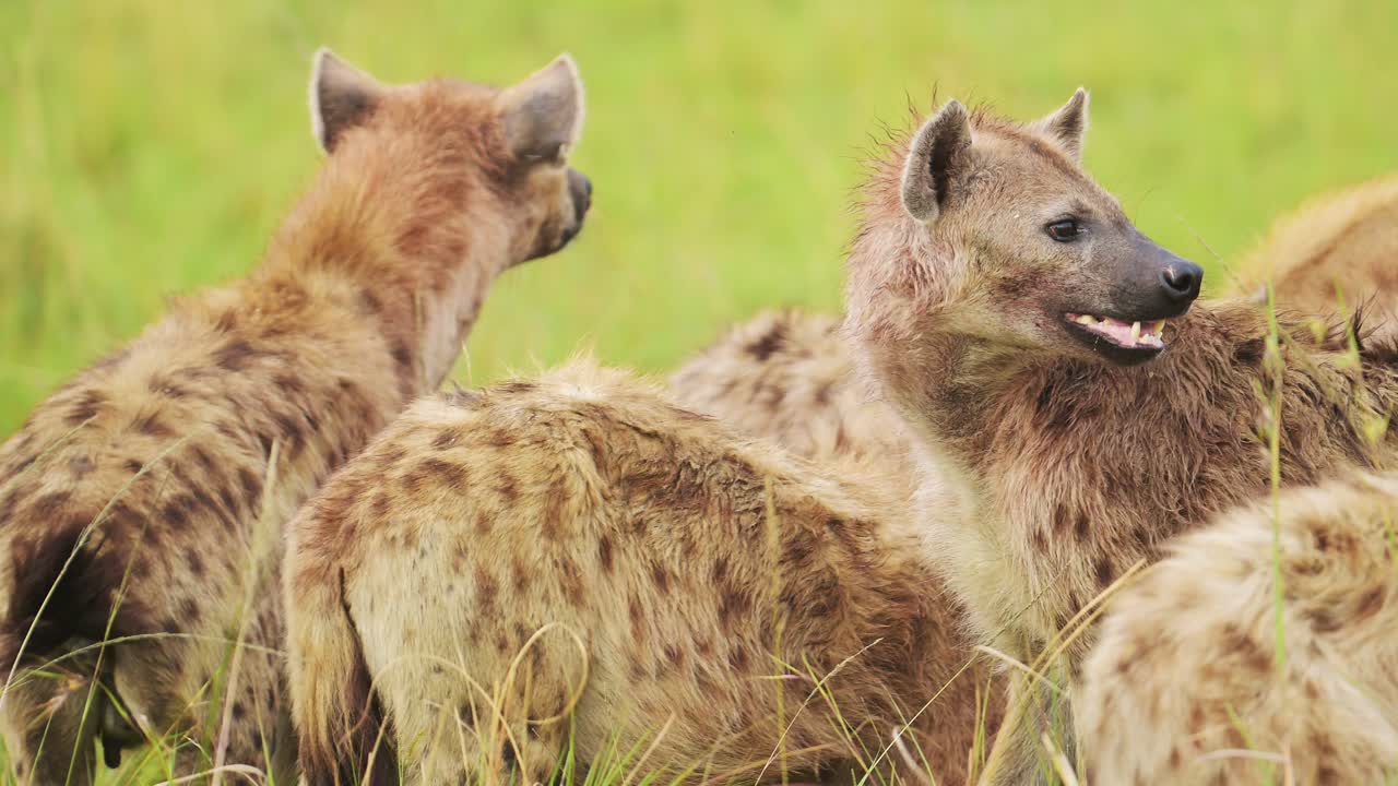 Ripresa al rallentatore in primo piano di un gruppo di iene che sorvegliano mentre si nutrono dei resti di una preda, animali spazzini della fauna africana nella Riserva Nazionale Maasai Mara, pericolosi animali da safari.