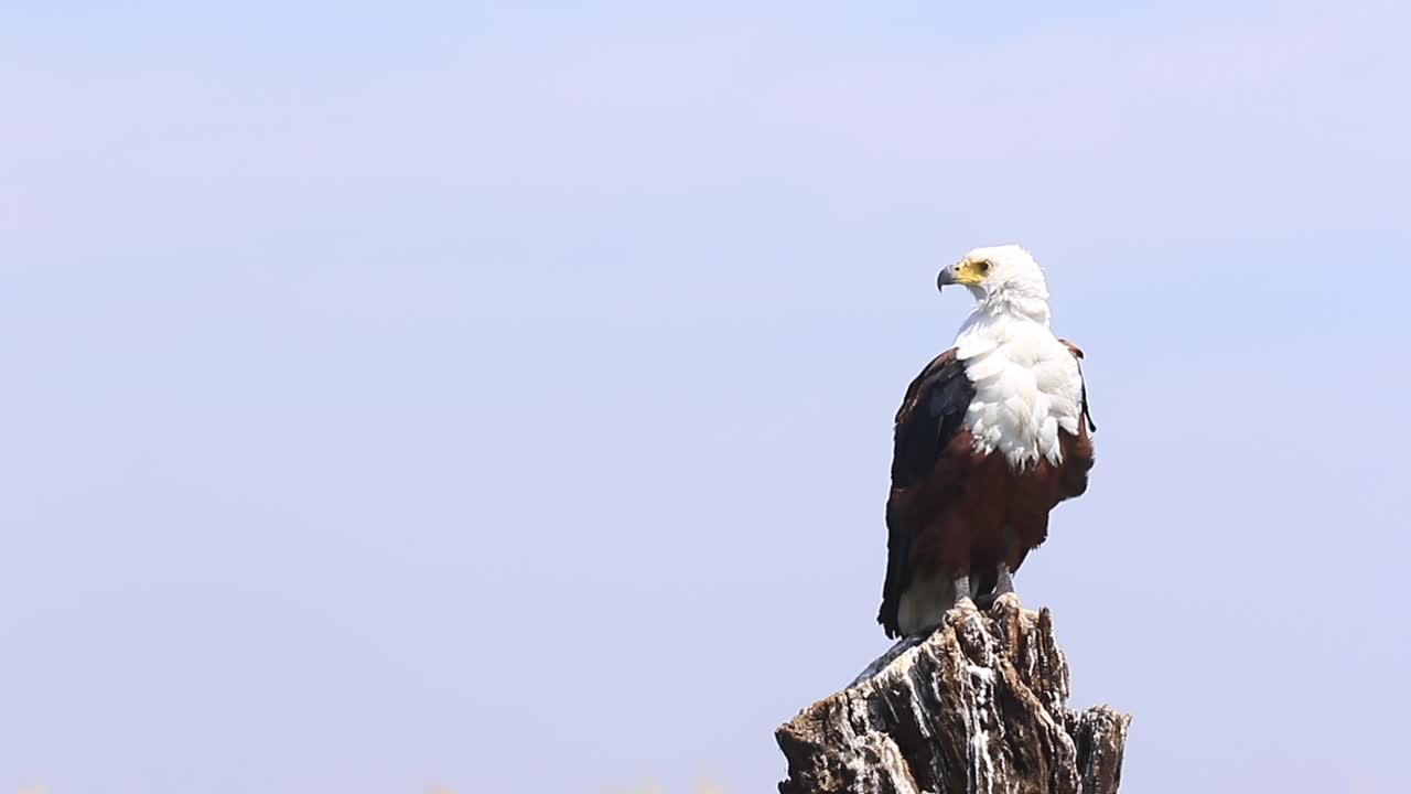 águila pescadora africana posada en el tronco, las plumas arruinadas por la brisa