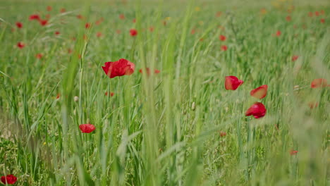 campo de amapola con en el centro de portugal primer plano