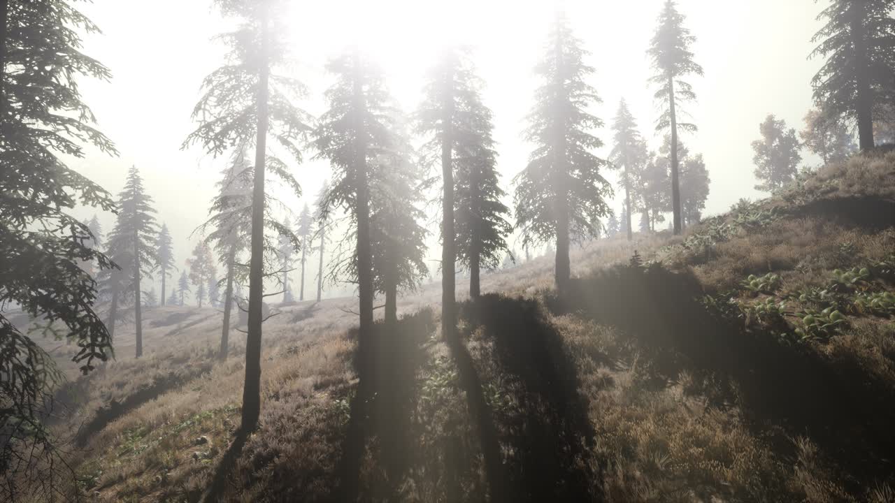 아침에 안개 속에 있는 평온한 분위기 있는 숲