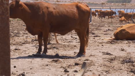 Close-panning-of-brown-cows-and-bulls-in-the-south-of-Andalusia