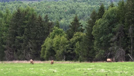 some elk grazing in a pasture in the evening light with the pine forest in the background