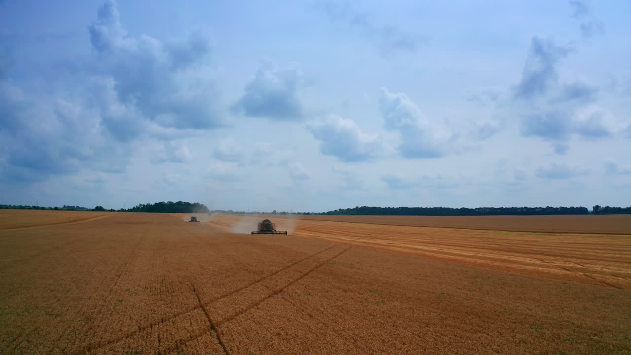 Contrasting blue sky with beautiful ripe farmland. Two combines working in the field of wheat. Forest at the backdrop.