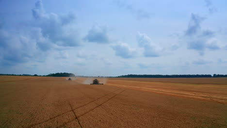 Contrasting blue sky with beautiful ripe farmland. Two combines working in the field of wheat. Forest at the backdrop.