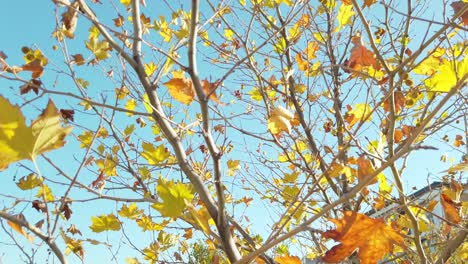 Daytime-slow-motion-transition-through-golden-and-orange-leaves-and-branches-during-the-autumn-season