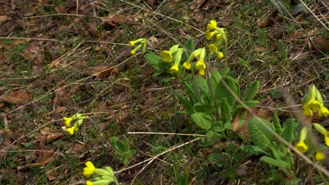 several flowers of primula veris with fresh green rosettes of crinkly oval leaves, medicinal plant