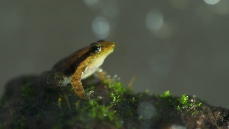 a dancing frog male of the micrixalus variety found in amboli sitting on a moss covered rock crocking and displaying its territory in western ghats of india during monsoon season