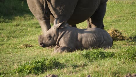 rinoceronte bebê descansando no chão ao lado de sua mãe pastando nas proximidades, vista de perfil