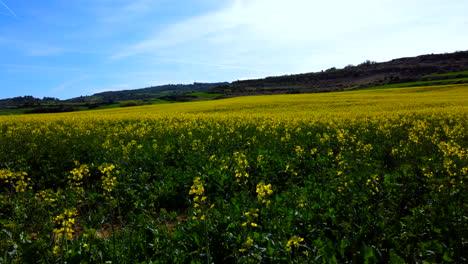 vista aérea de flores amarillas en un prado español