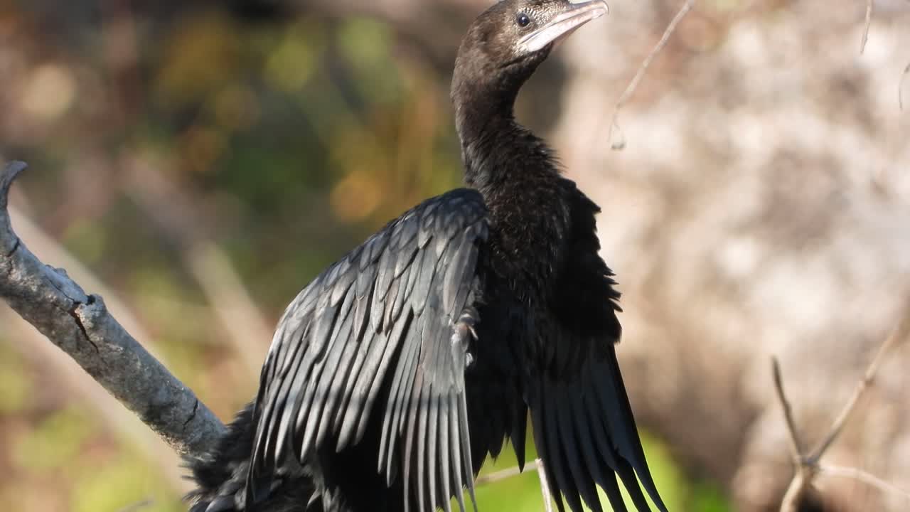 cormorán en el área del estanque esperando orar.