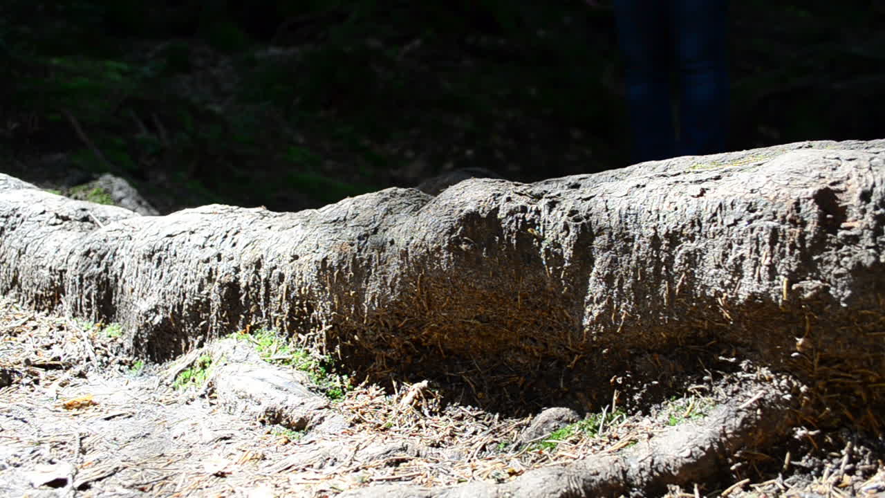 Huge root of a tree. Person and root