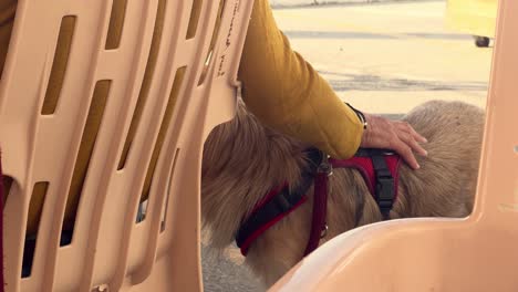 an individual sits outdoors, cradling a dog, showcasing the bond between humans and domesticated animals during leisure moments