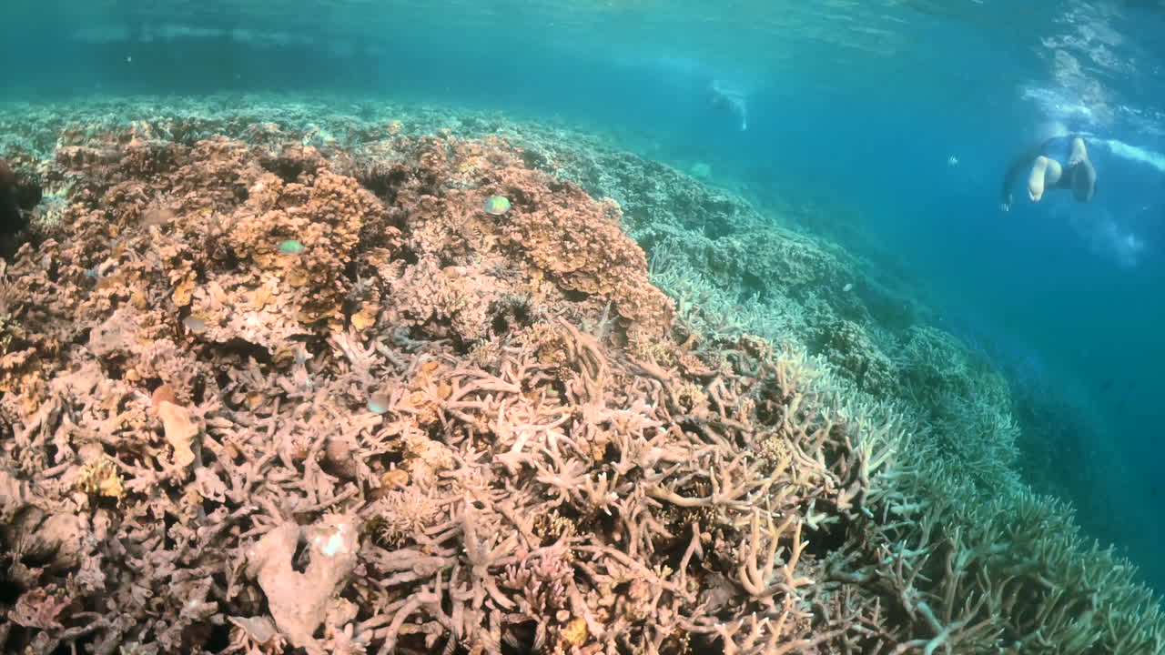 escenario tropical colorido bajo el agua. concepto de snorkel