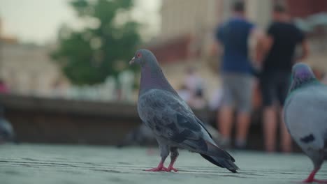 primer plano de algunas palomas en busca de