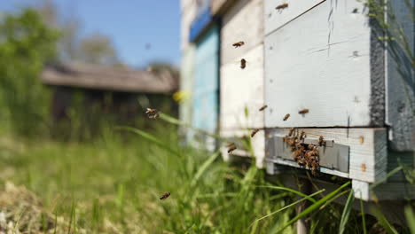 busy bees flying into wooden beehive box. swarm of honey bees flying in and out the beehive in summer day. honey bees at the entrance of a hive. slow motion.