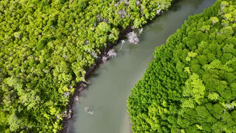 drone captures a serene aerial view of a winding river through dense, vibrant rainforest in tropical queensland