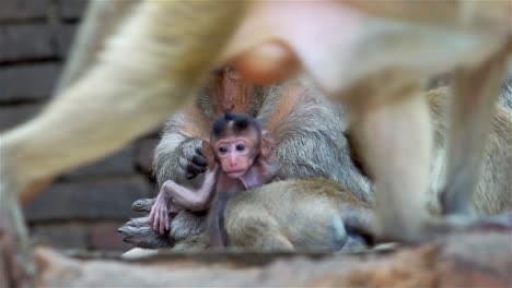 A-group-of-monkey-families-gathering-around-an-ancient-ruin-on-a-hot-afternoon-in-South-East-Asia-tropical-forest