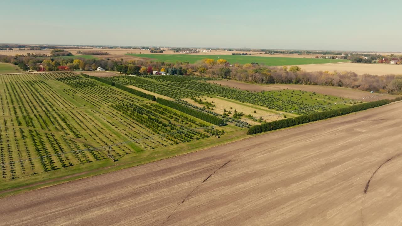 wide aerial drone shot of a tree farm with young pine trees lined up in a field on a sunny day