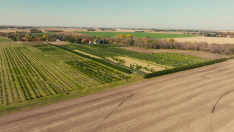 Große-Luftdrohnenaufnahme-Einer-Baumfarm-Mit-Jungen-Kiefern,-Die-An-Einem-Sonnigen-Tag-Auf-Einem-Feld-Aufgereiht-Sind