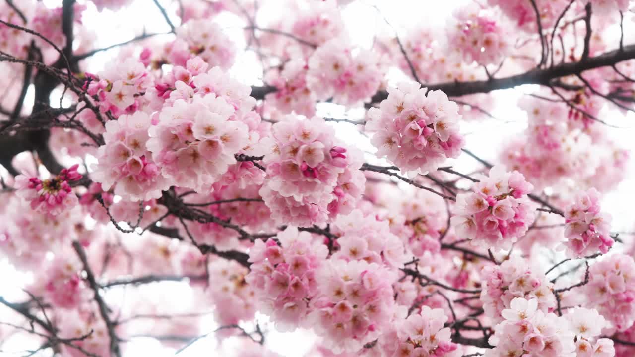 Static shot showcasing the cherry blossom trees in DC