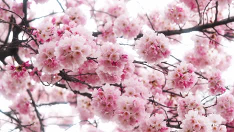 static shot showcasing the cherry blossom trees in dc