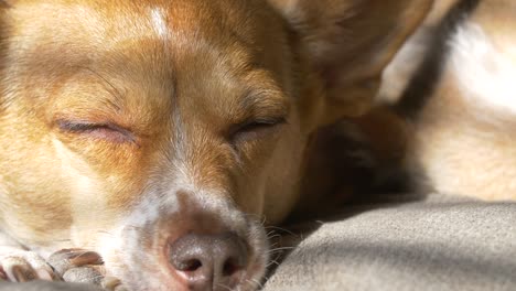 sleeping dog in the sun light