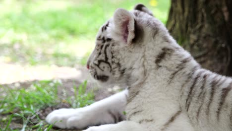 white tiger cub lying under a tree, young animal portrait