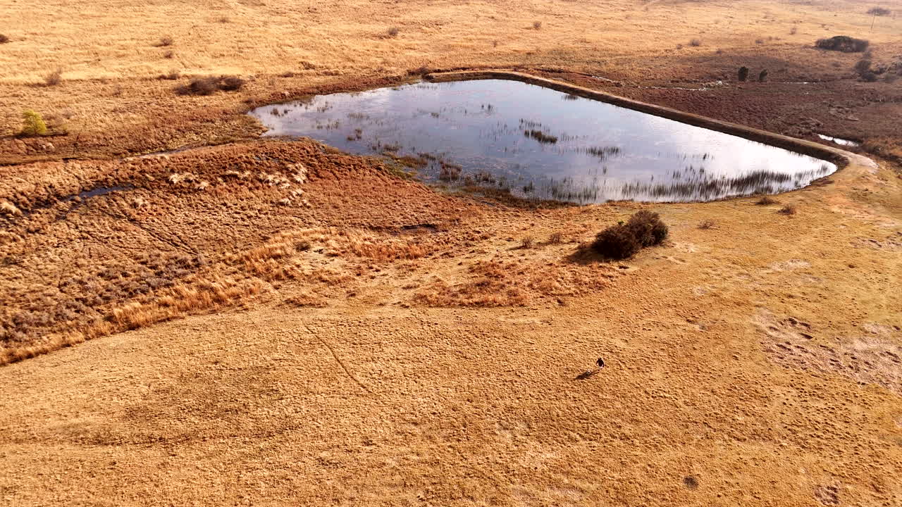 Man walks his active dog on vast brown veld in winter near farm dam, aerial