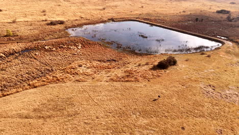 man walks his active dog on vast brown veld in winter near farm dam, aerial