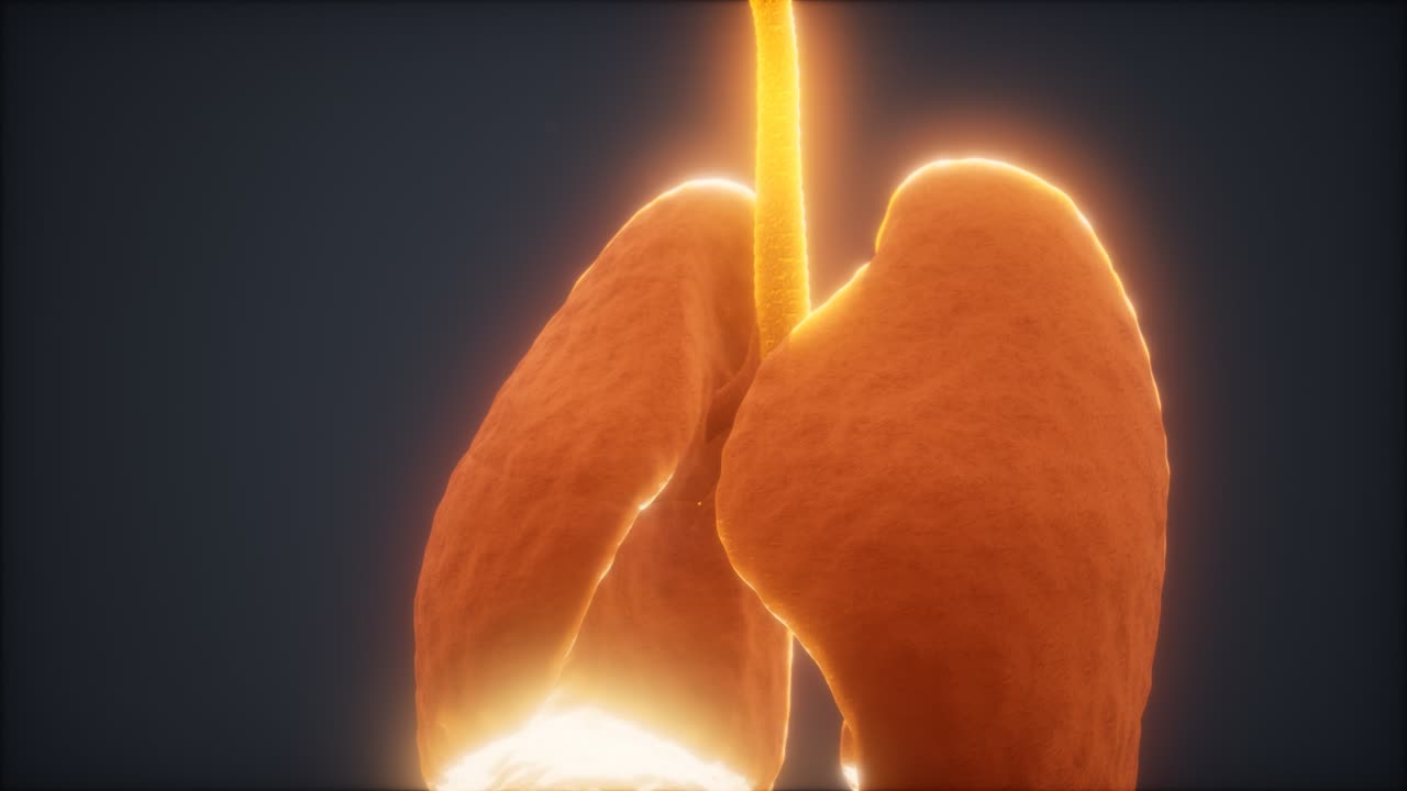 인간의 폐의 3d 애니메이션