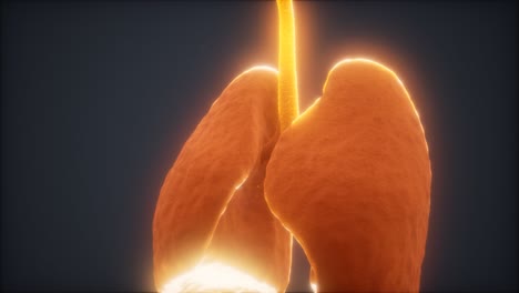 animación en 3d de los pulmones humanos