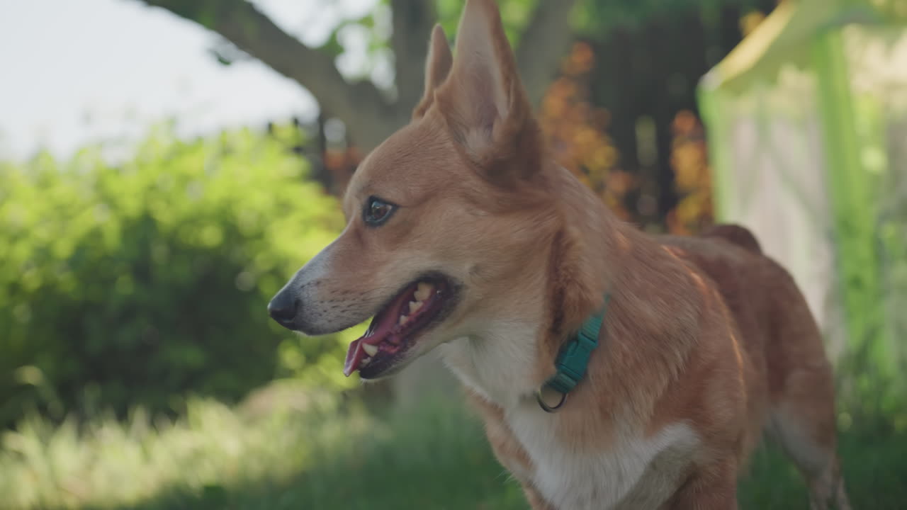 Joyful Garden Pup, Corgi Enjoys Shade In Lively Garden, Energetic Dog Frolics Under Leafy Canopy On Green Grass, Playful Corgi Bats In Sunlight Filtering Through Lush Trees In Garden