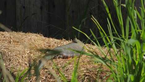 blue tongue lizard sitting on hay pile in the sun then moves its head