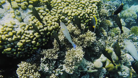 colony of black fish underwater reef