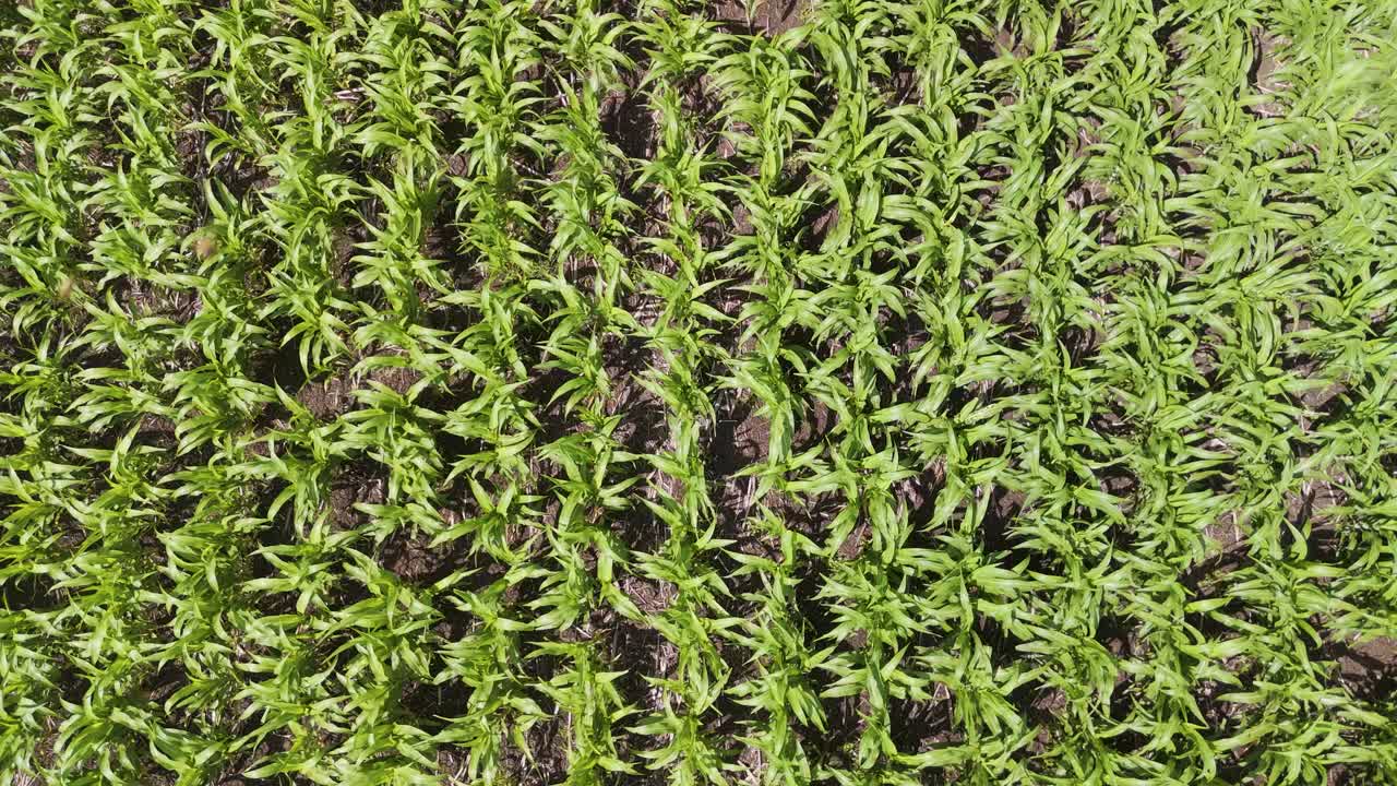 el avión no tripulado captura los cultivos con un insecto volador