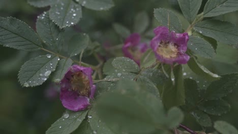 close-up of dew-covered wild roses