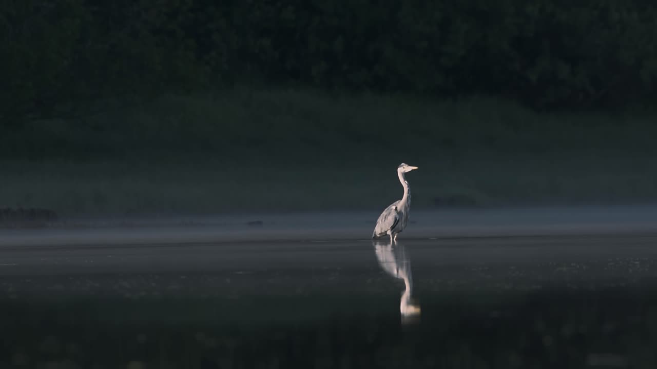 Solitary Heron in Foggy Waters: Tranquil Morning in Norway