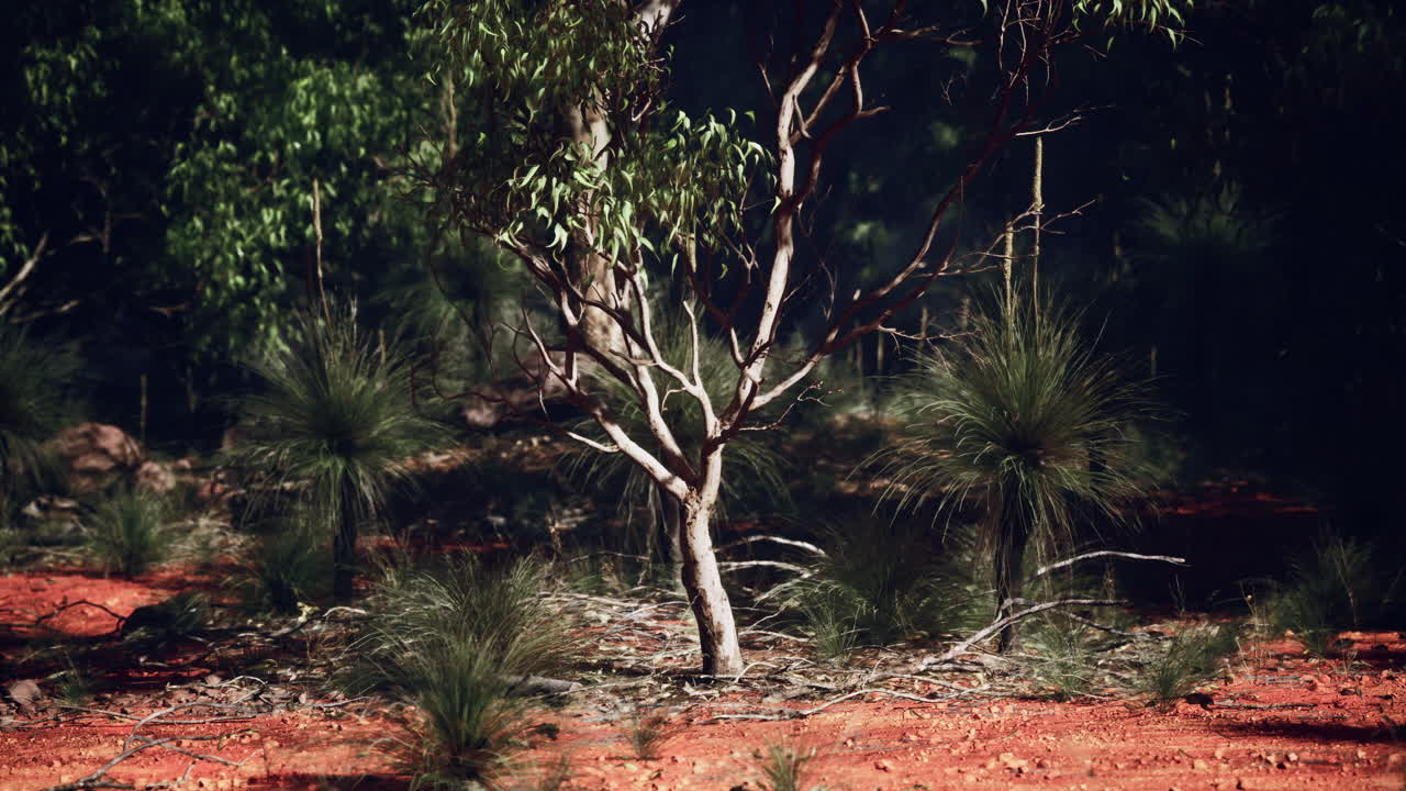 австралийская пустыня: красная грязь, деревья и шпинифекс