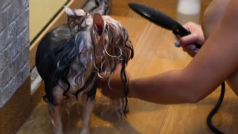 dog being showered and groomed by owner