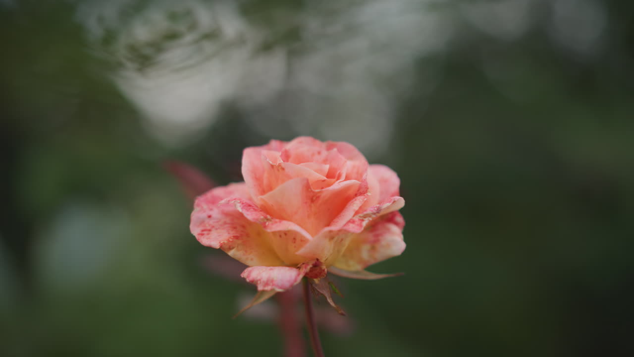Ambientazione di giardino tranquillo pieno di rose in fiore. Scena di giardino calma e pacifica che mostra vivaci rose in fiore. Giardino sereno e silenzioso pieno di una varietà di rose rigogliose in fiore.