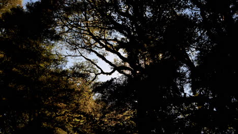 Bottom-view-showing-sunbeam-and-sun-flares-between-huge-forest-pine-trees-in-jungle-of-New-Zealand