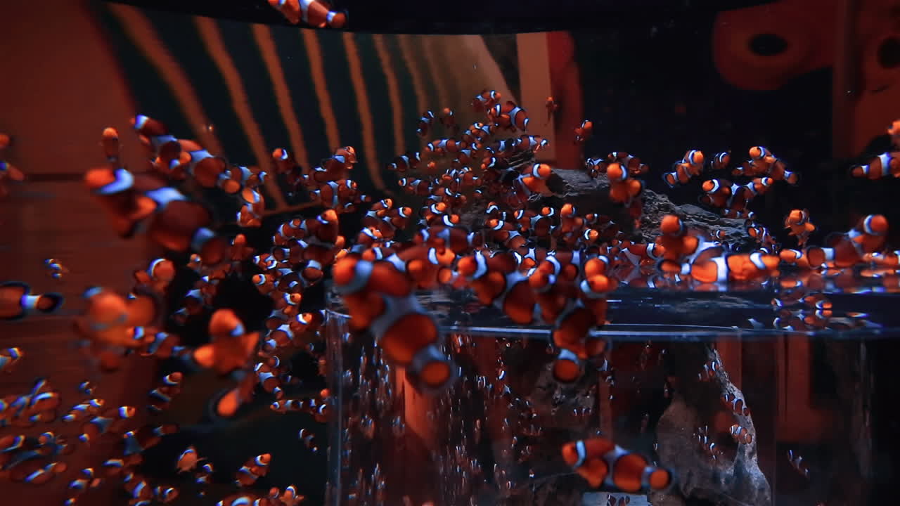 크 에서 수영 하는 열대 물고기