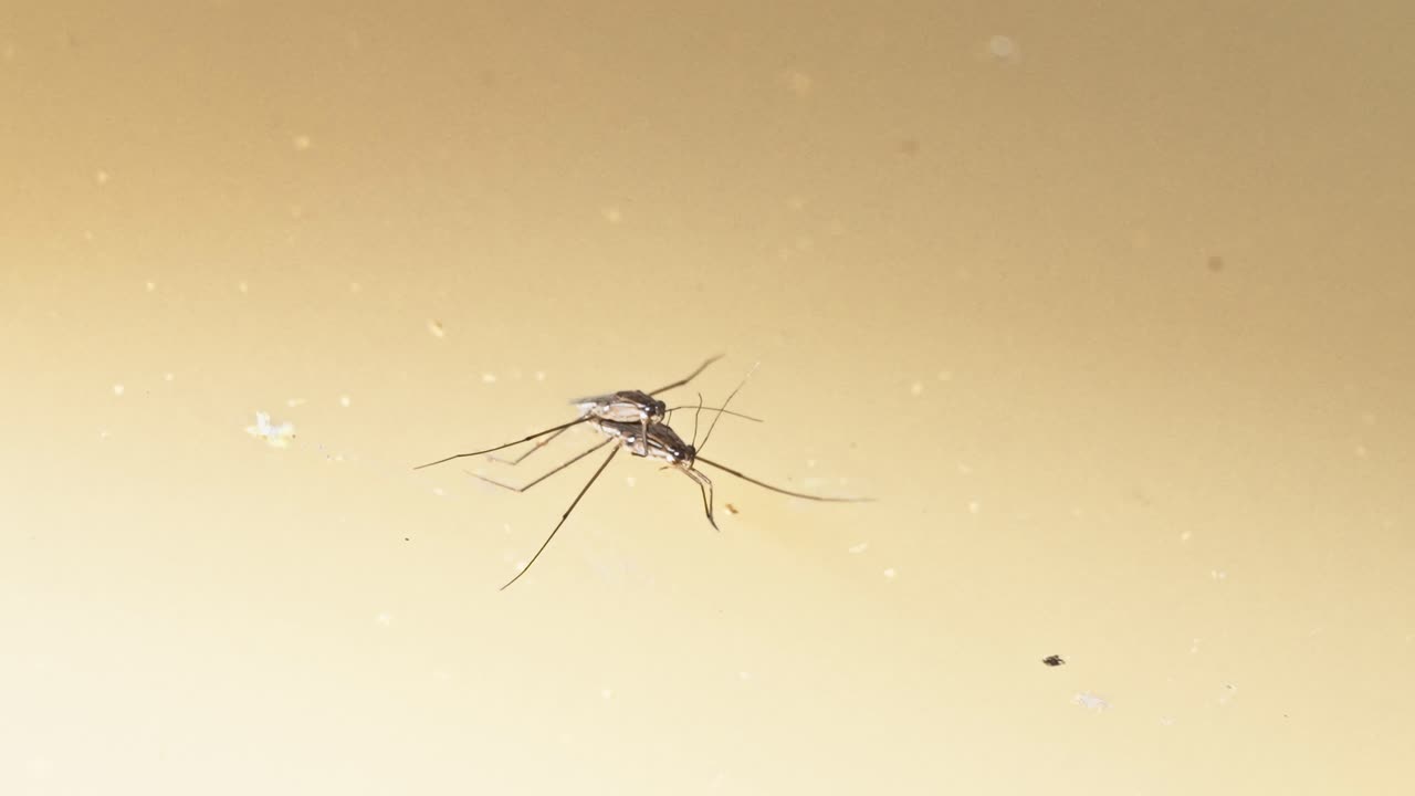 Two Gerridae, also known as Water Striders, sitting on top of the water. In Tambopata, Madre de Dios Region, Peru.